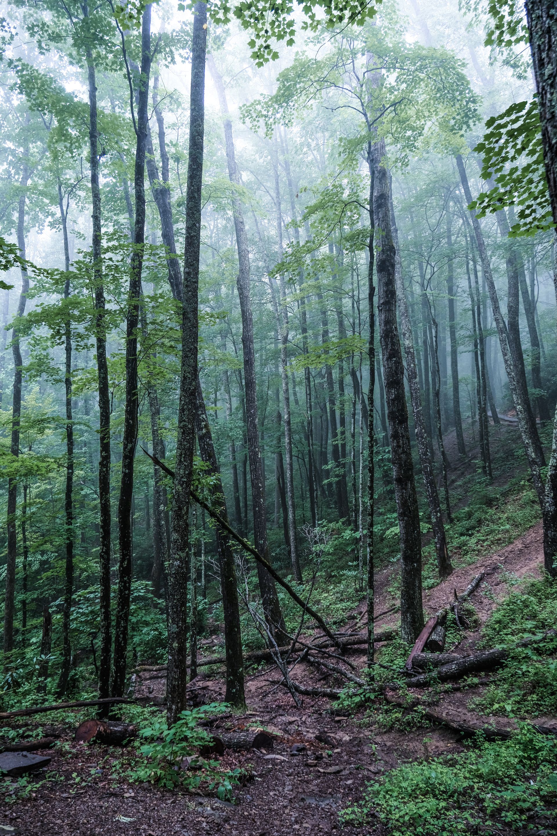 Raw Appalachian land ready for acquisition
