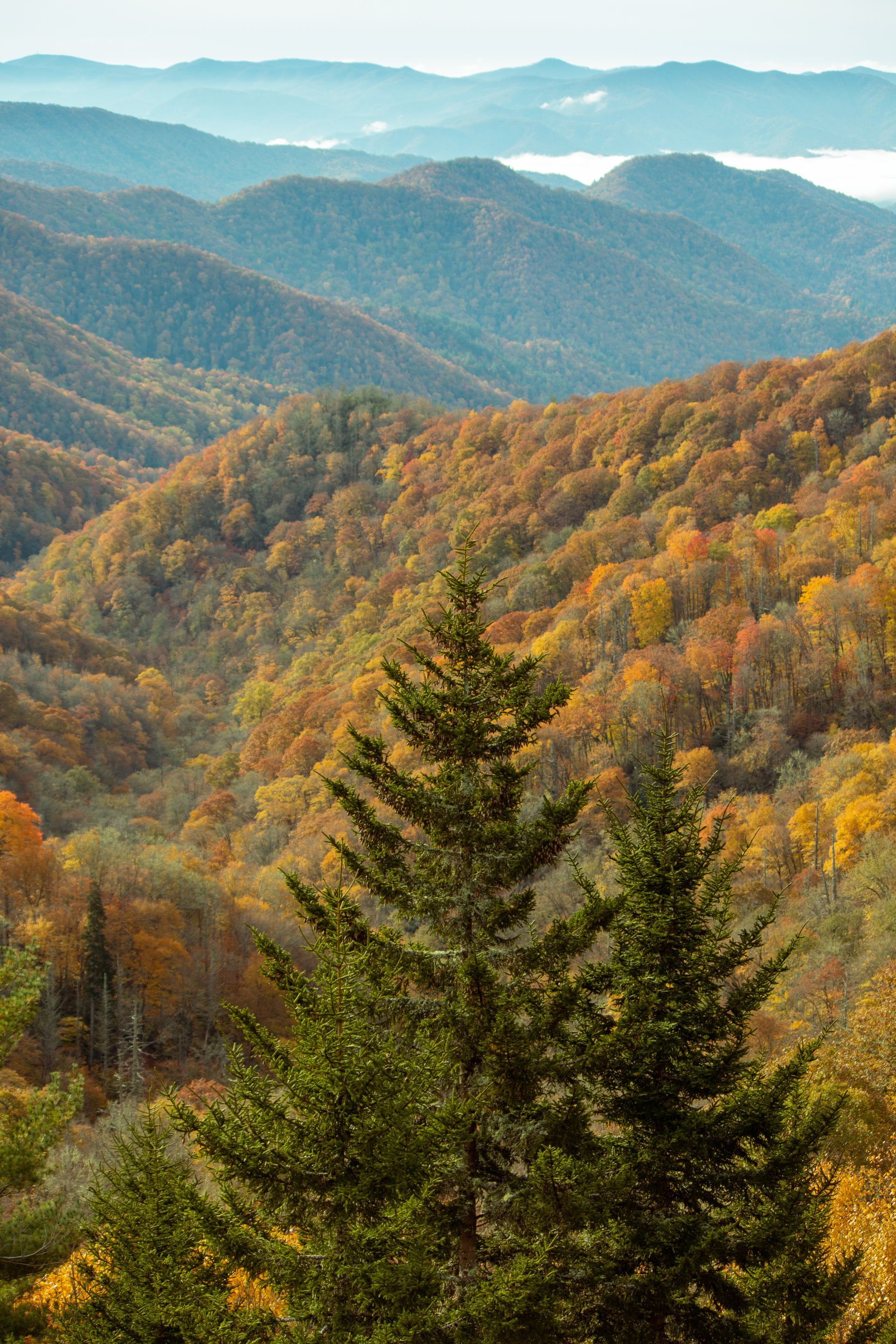 Mountains and forest — planning and stewardship at scale